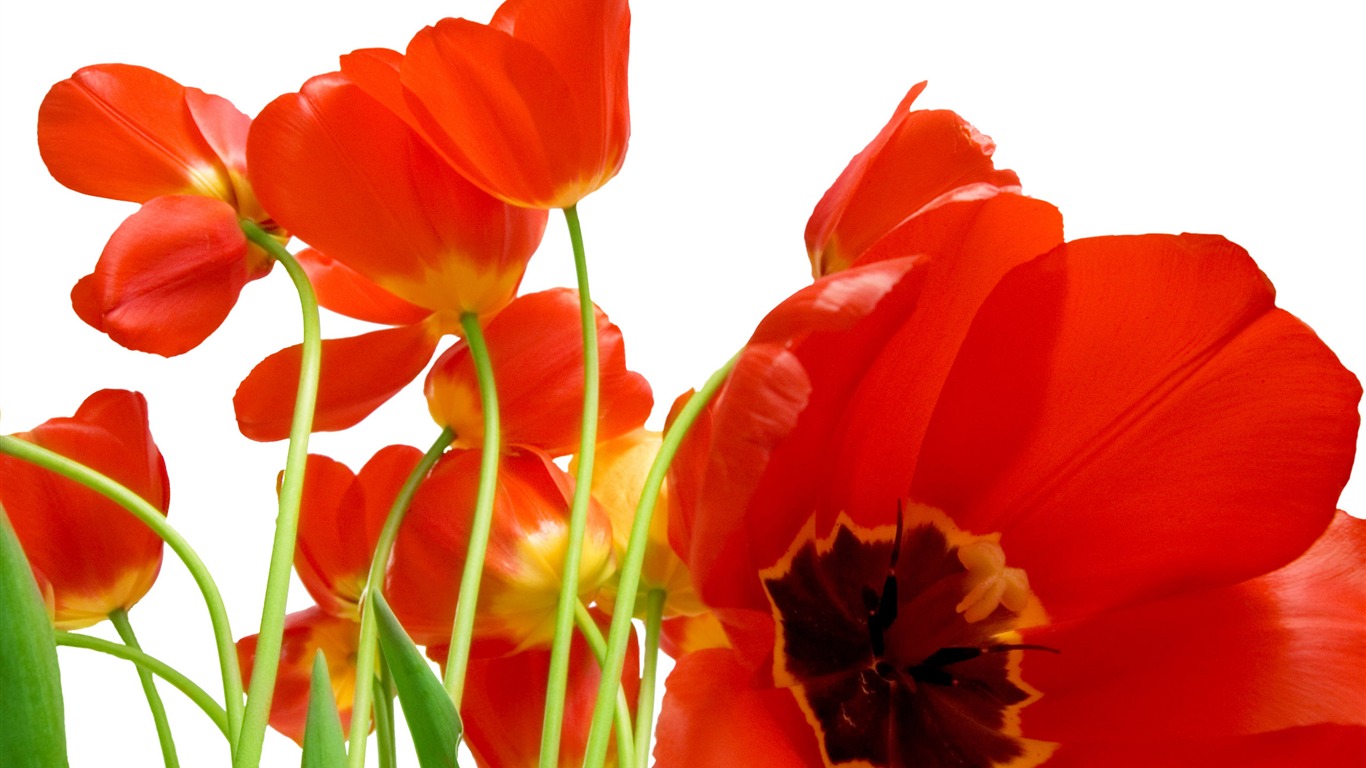 Large tulip wallpaper (4) #12 - 1366x768