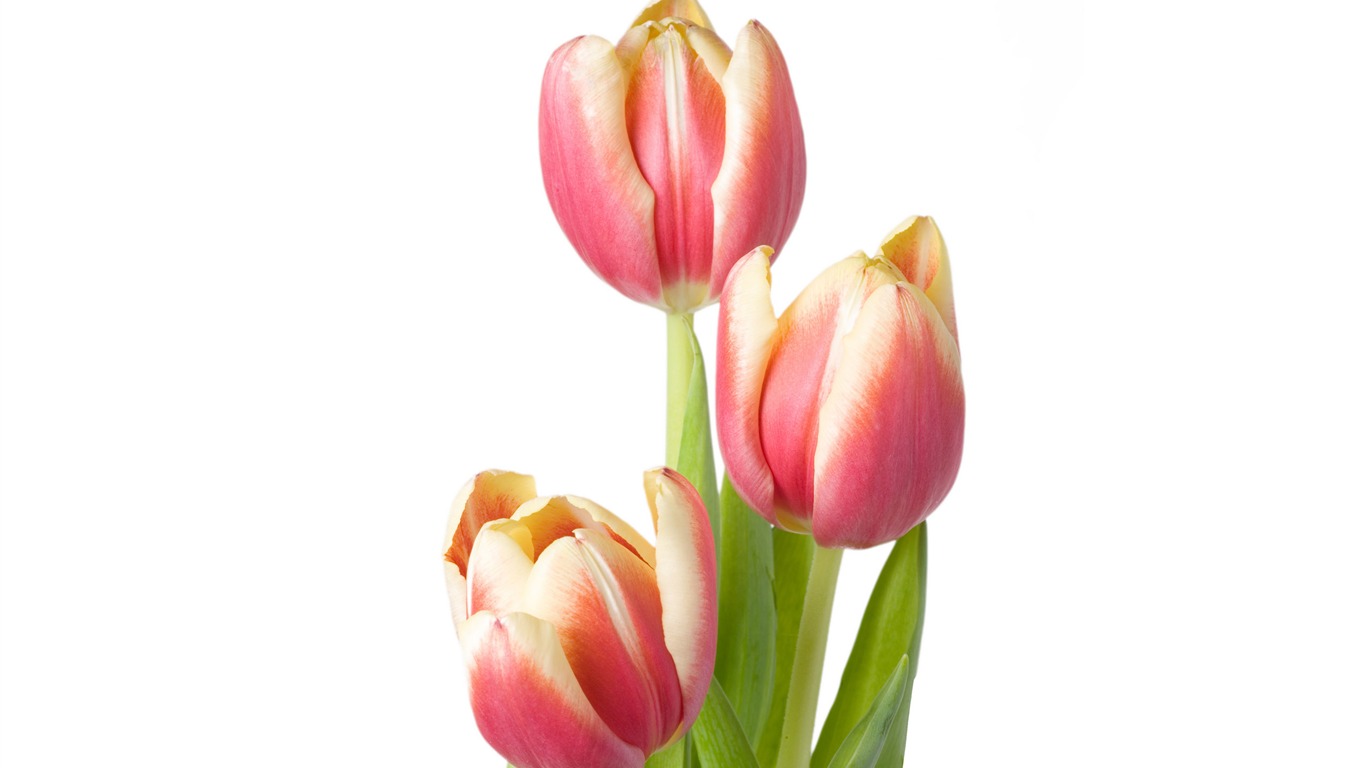 Large tulip wallpaper (4) #14 - 1366x768