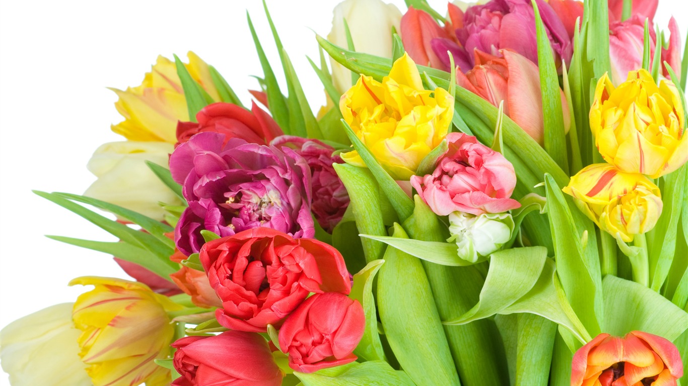 Velký tulipán tapetu (4) #15 - 1366x768