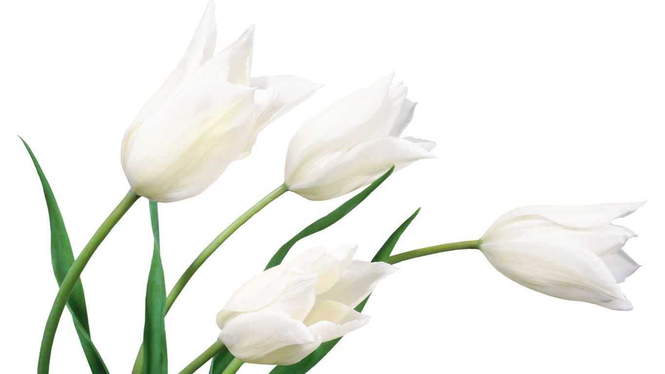 Large tulip wallpaper (4) #17 - 1366x768