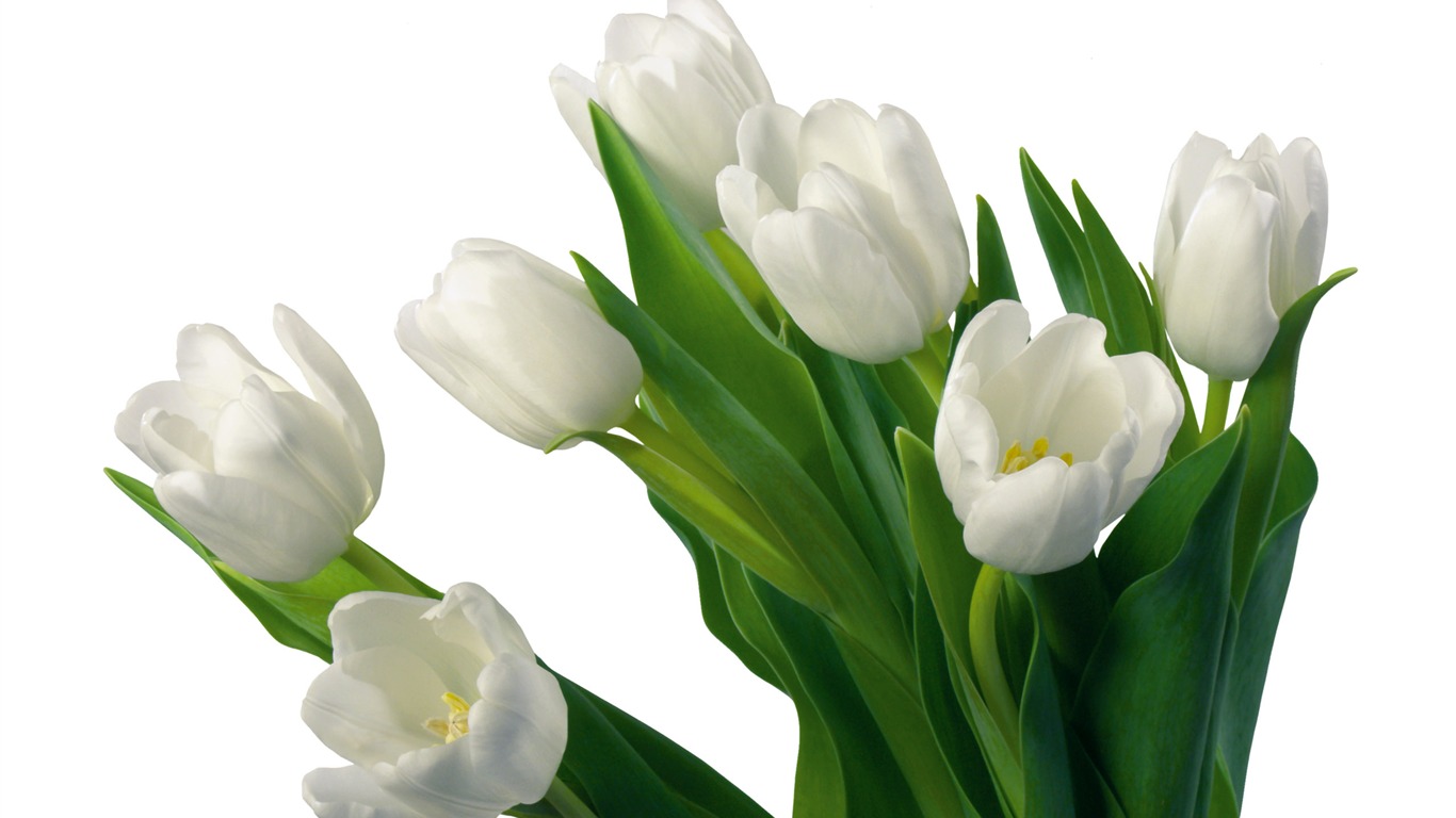 Velký tulipán tapetu (4) #18 - 1366x768