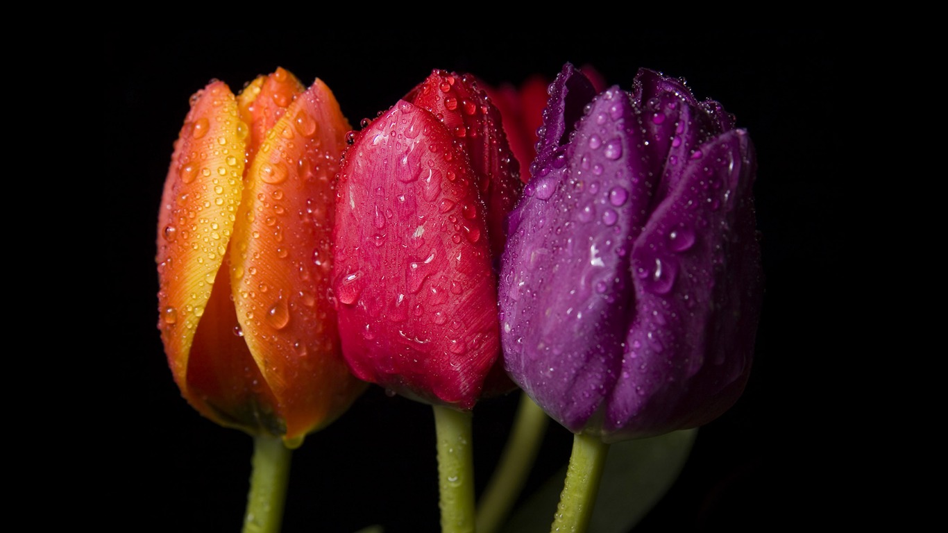 Velký tulipán tapetu (4) #19 - 1366x768