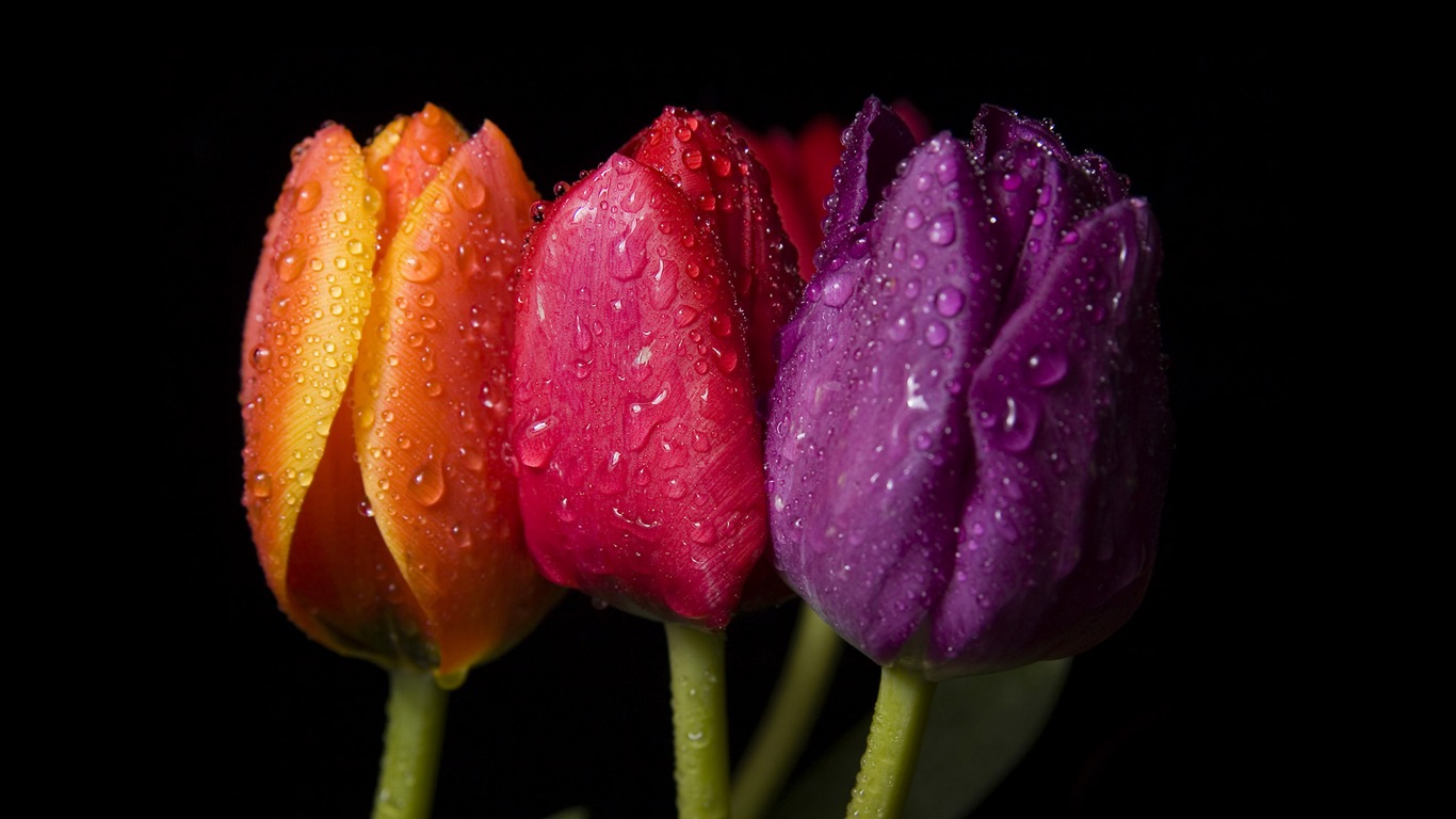 Large tulip wallpaper (4) #19 - 1366x768