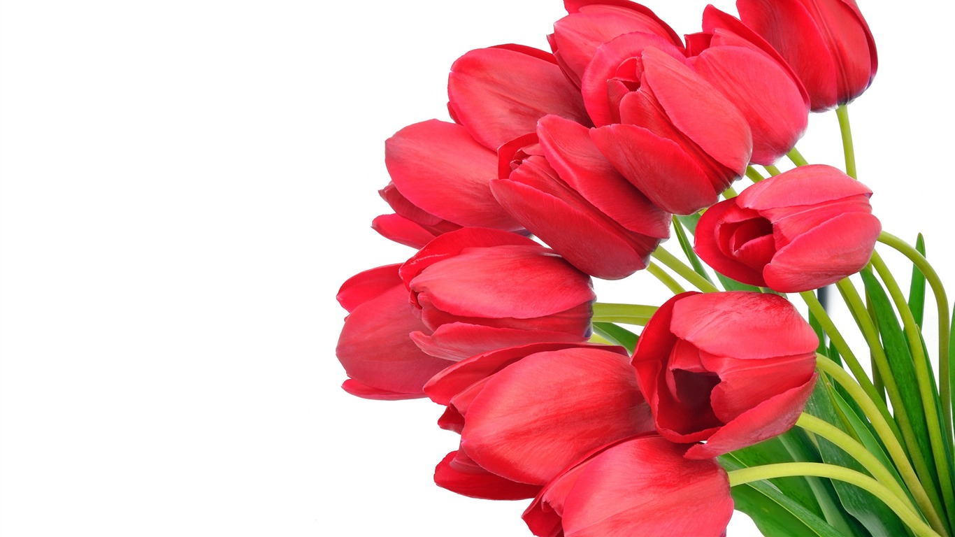 Large tulip wallpaper (4) #20 - 1366x768