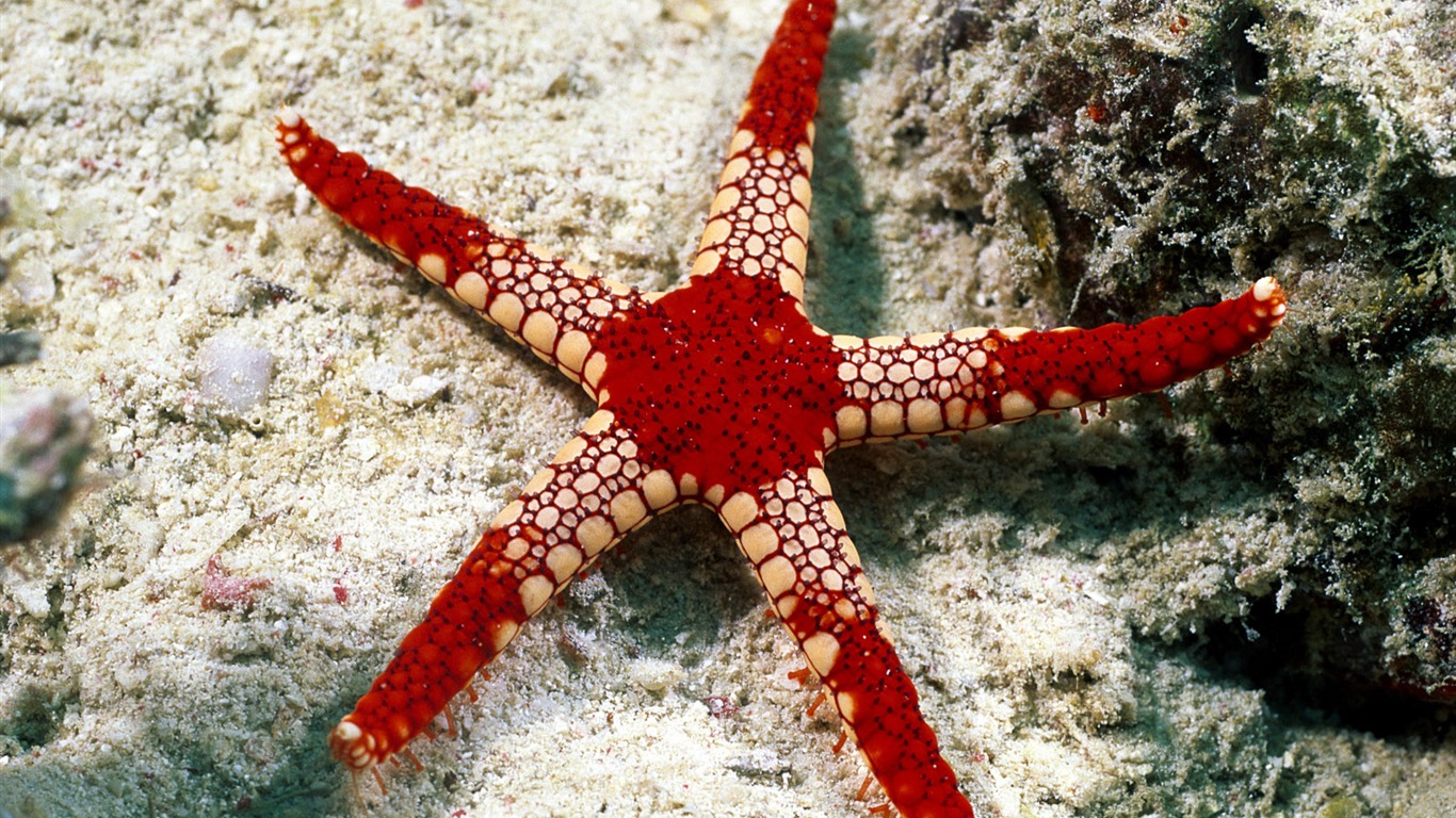 Zábava Underwater World (3) #1 - 1366x768