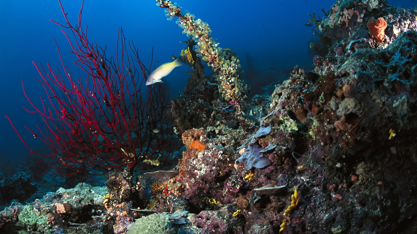 Fun Underwater World (3) #3 - 1366x768