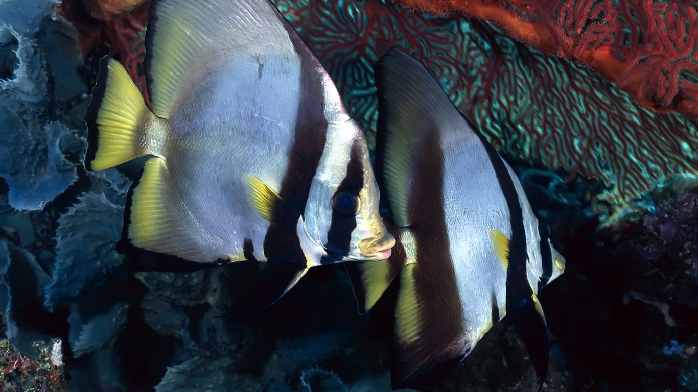 Zábava Underwater World (3) #8 - 1366x768