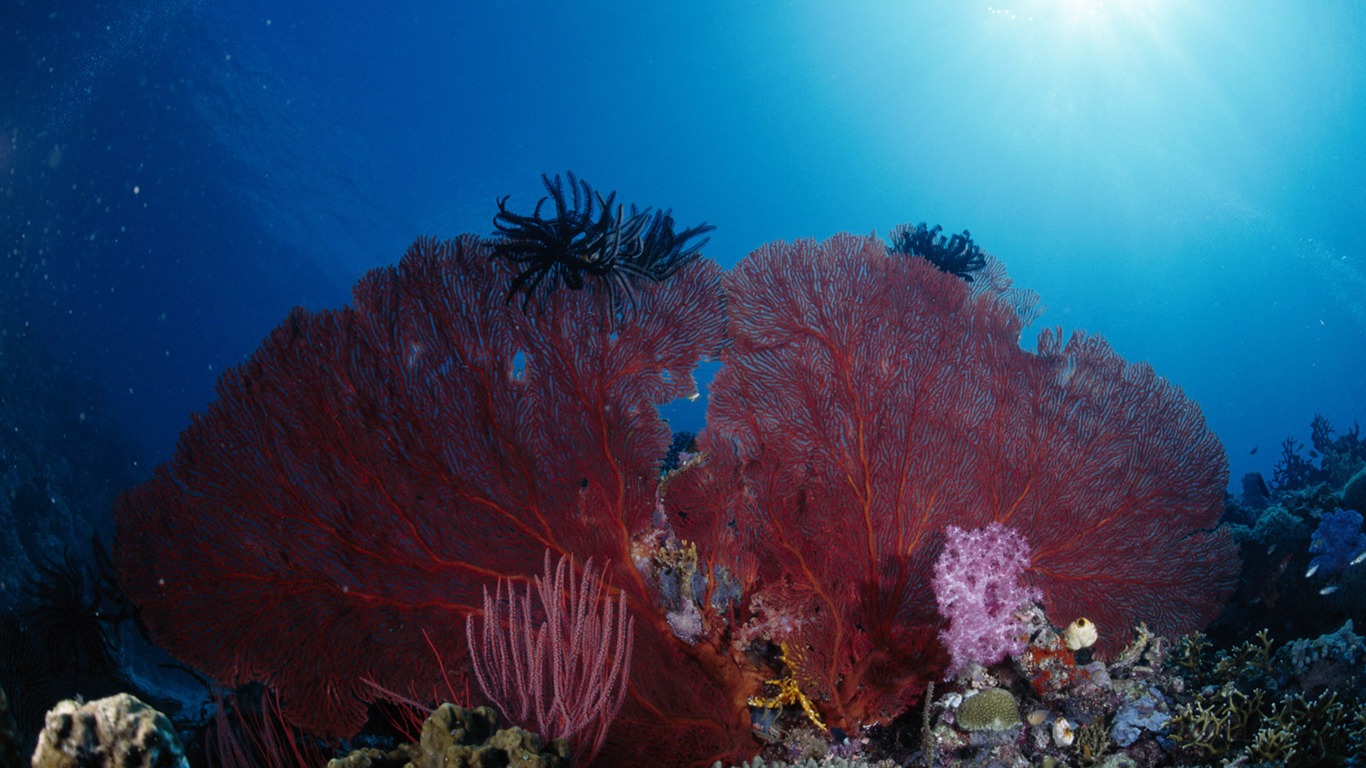 Diversión bajo el agua Mundo (3) #10 - 1366x768