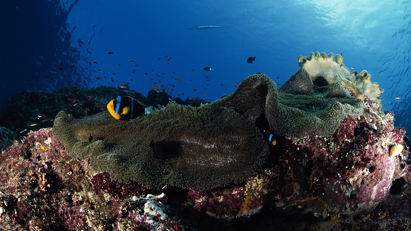 Zábava Underwater World (3) #15 - 1366x768