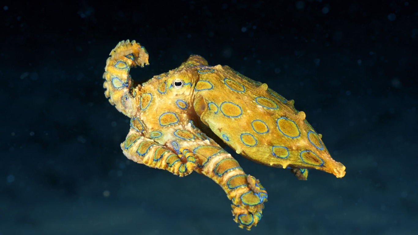 Zábava Underwater World (3) #17 - 1366x768
