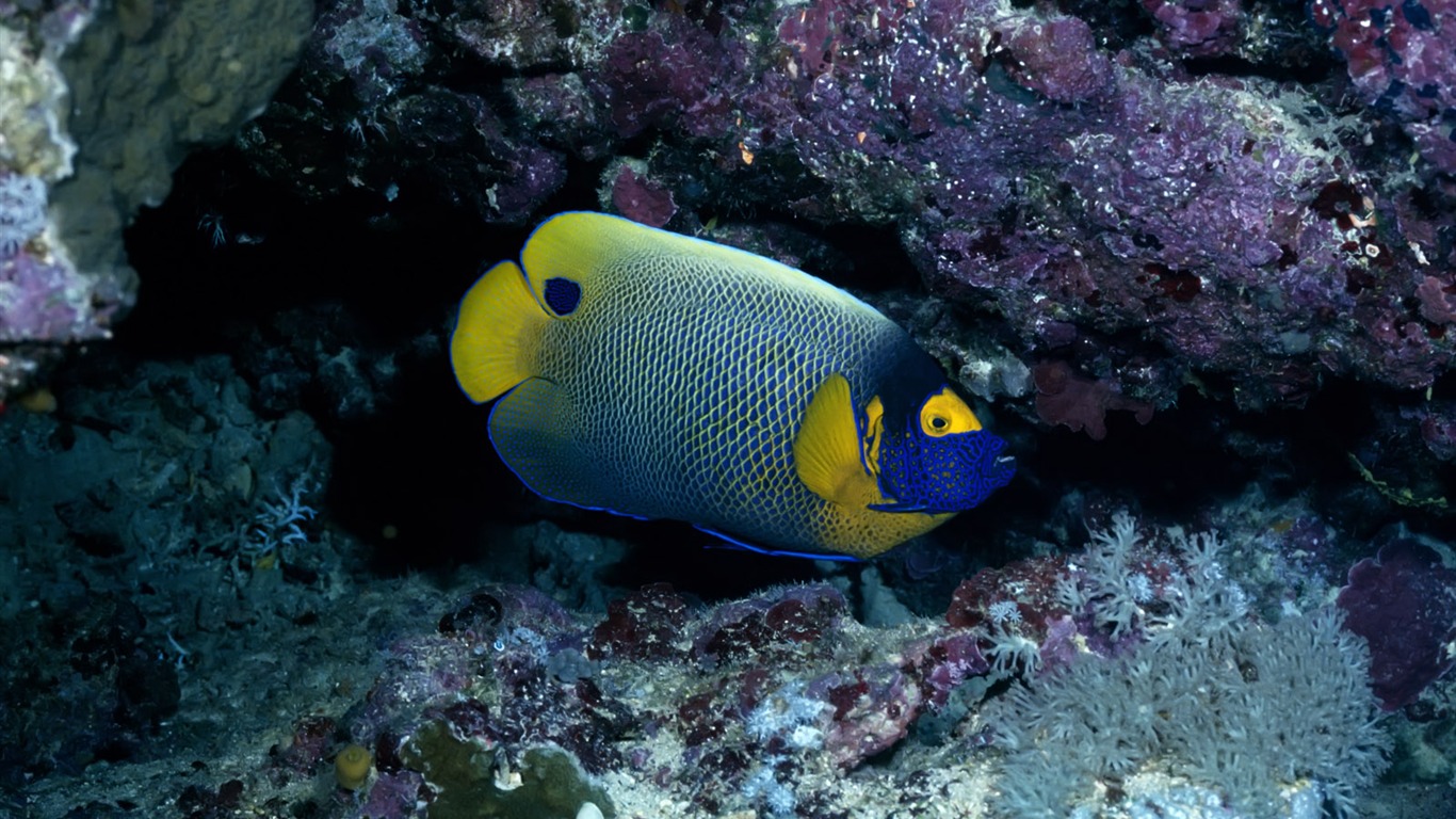 繽紛海底世界(三) #19 - 1366x768