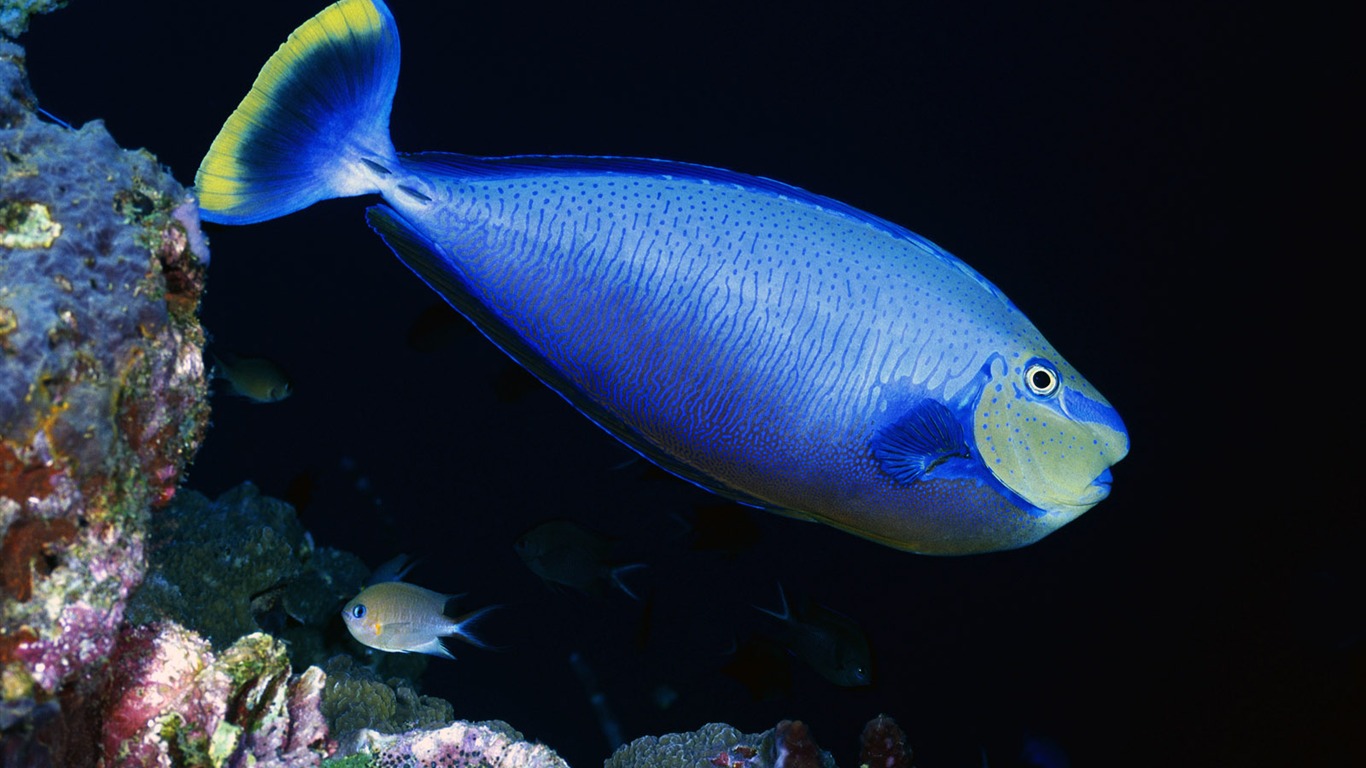 Fun Underwater World (3) #20 - 1366x768