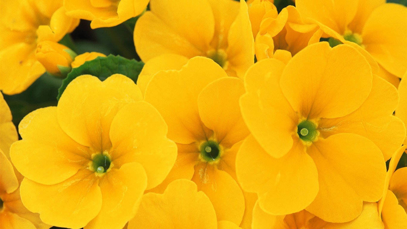 Widescreen wallpaper flowers close-up (7) #4 - 1366x768