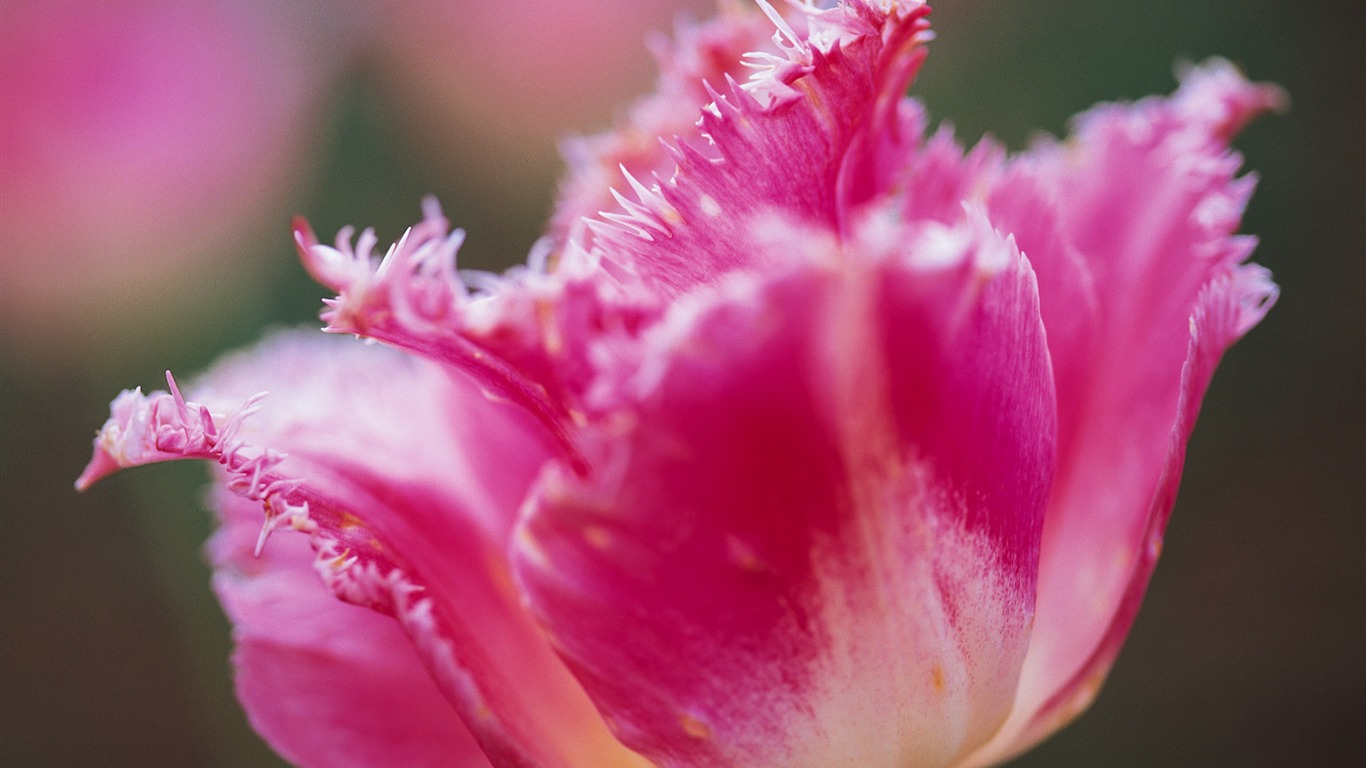 Widescreen wallpaper flowers close-up (7) #6 - 1366x768