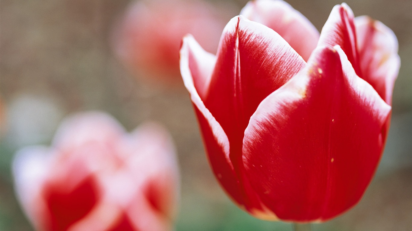 Widescreen wallpaper flowers close-up (7) #19 - 1366x768