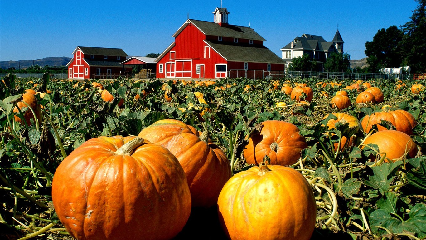 Fonds d'écran thème de l'Halloween (1) #17 - 1366x768