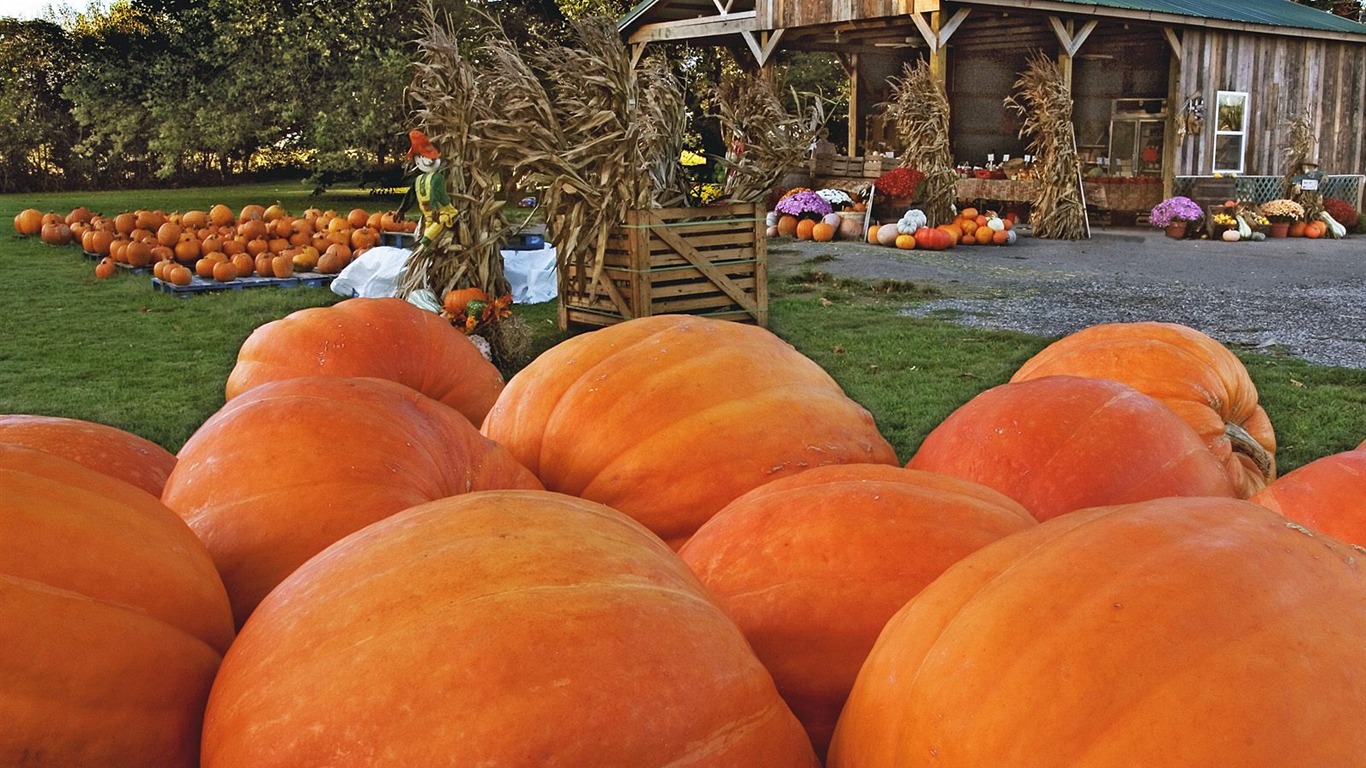 Fonds d'écran thème de l'Halloween (1) #21 - 1366x768