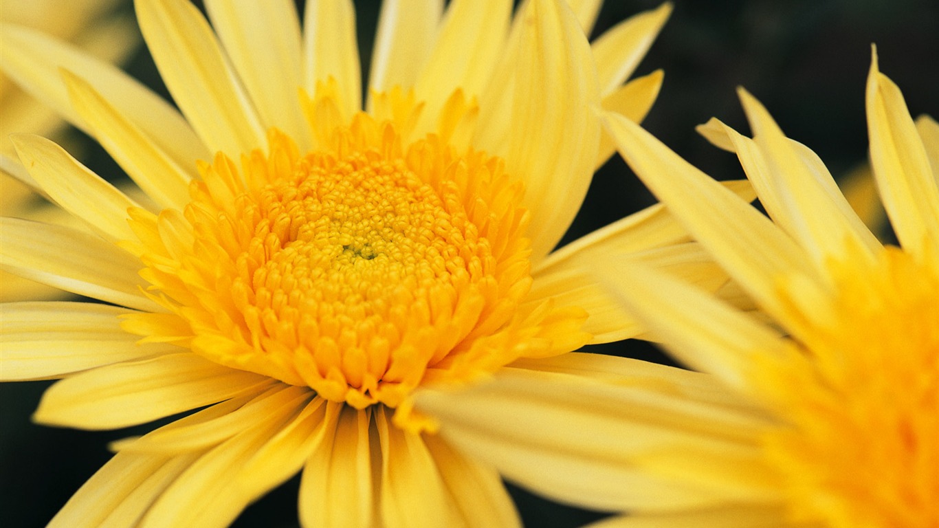 fondos de escritorio de flores con pantalla ancha de cerca (8) #7 - 1366x768