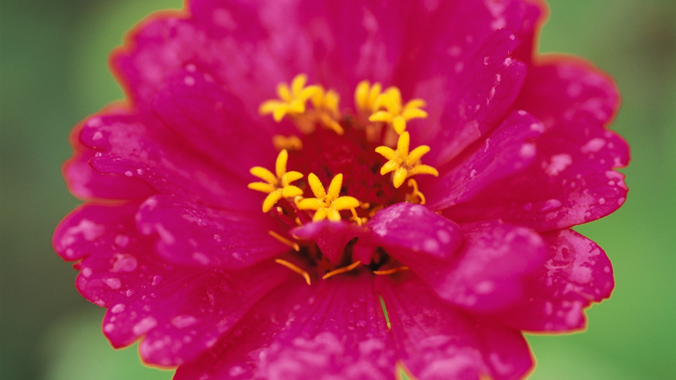 Widescreen wallpaper flowers close-up (8) #9 - 1366x768