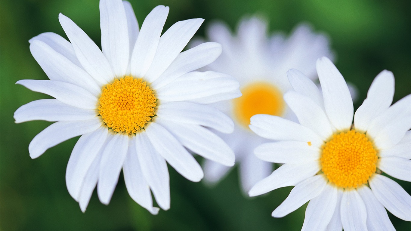 宽屏鲜花特写 壁纸(八)10 - 1366x768