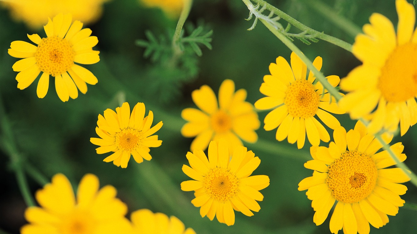Widescreen wallpaper flowers close-up (8) #11 - 1366x768