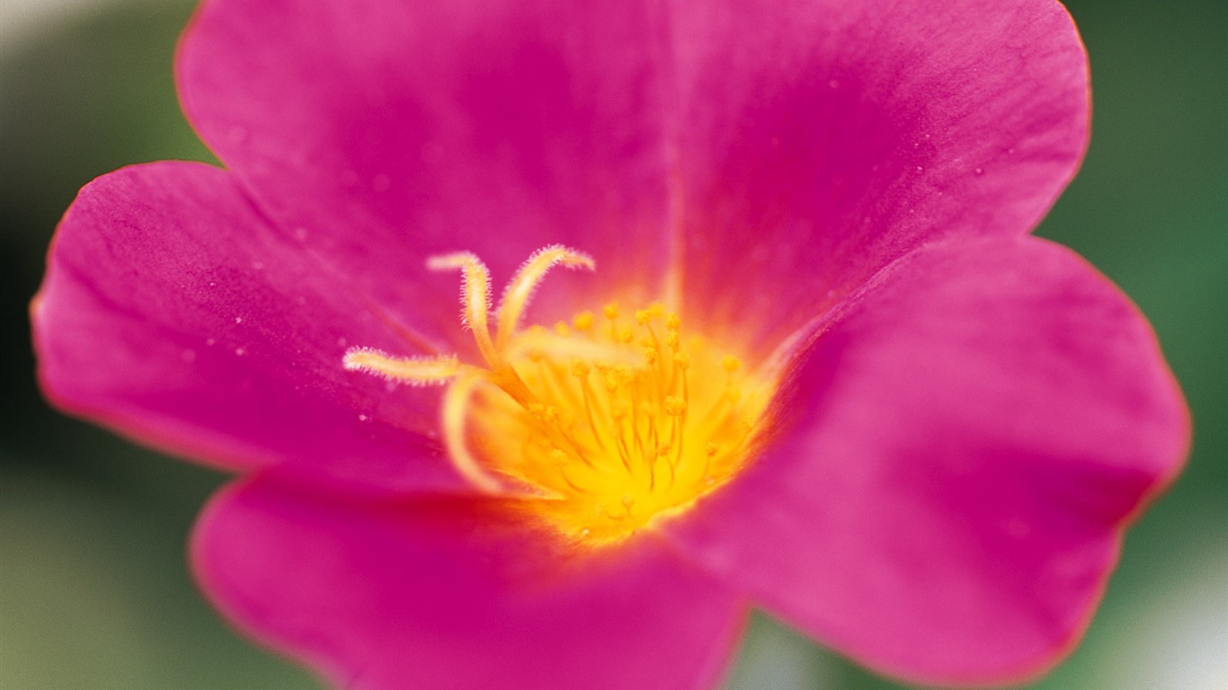 Widescreen wallpaper flowers close-up (8) #12 - 1366x768