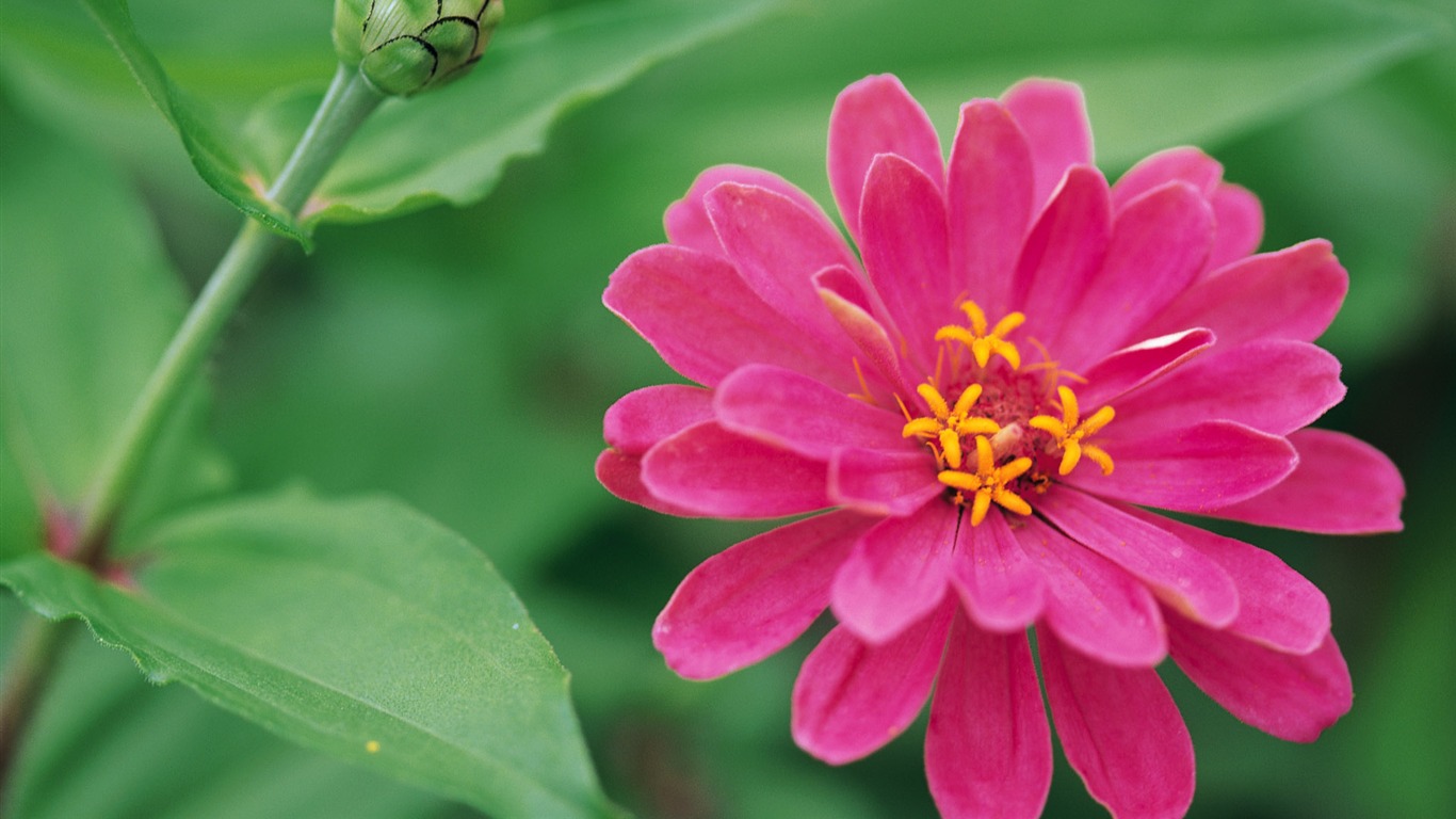 Widescreen wallpaper flowers close-up (8) #15 - 1366x768