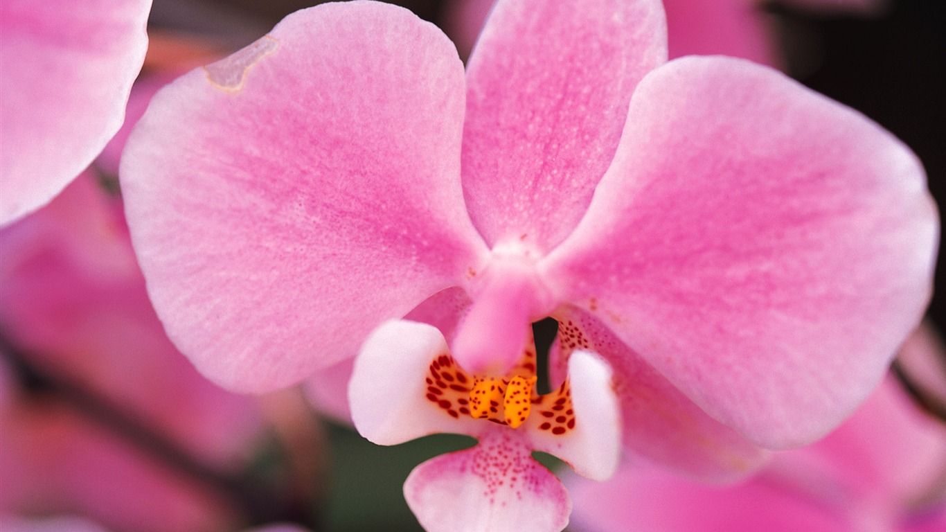 宽屏鲜花特写 壁纸(八)19 - 1366x768