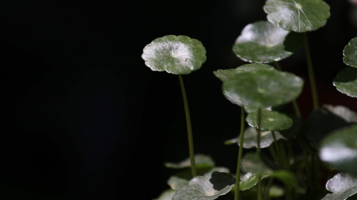Makro květina trhu (západ práce) #3 - 1366x768