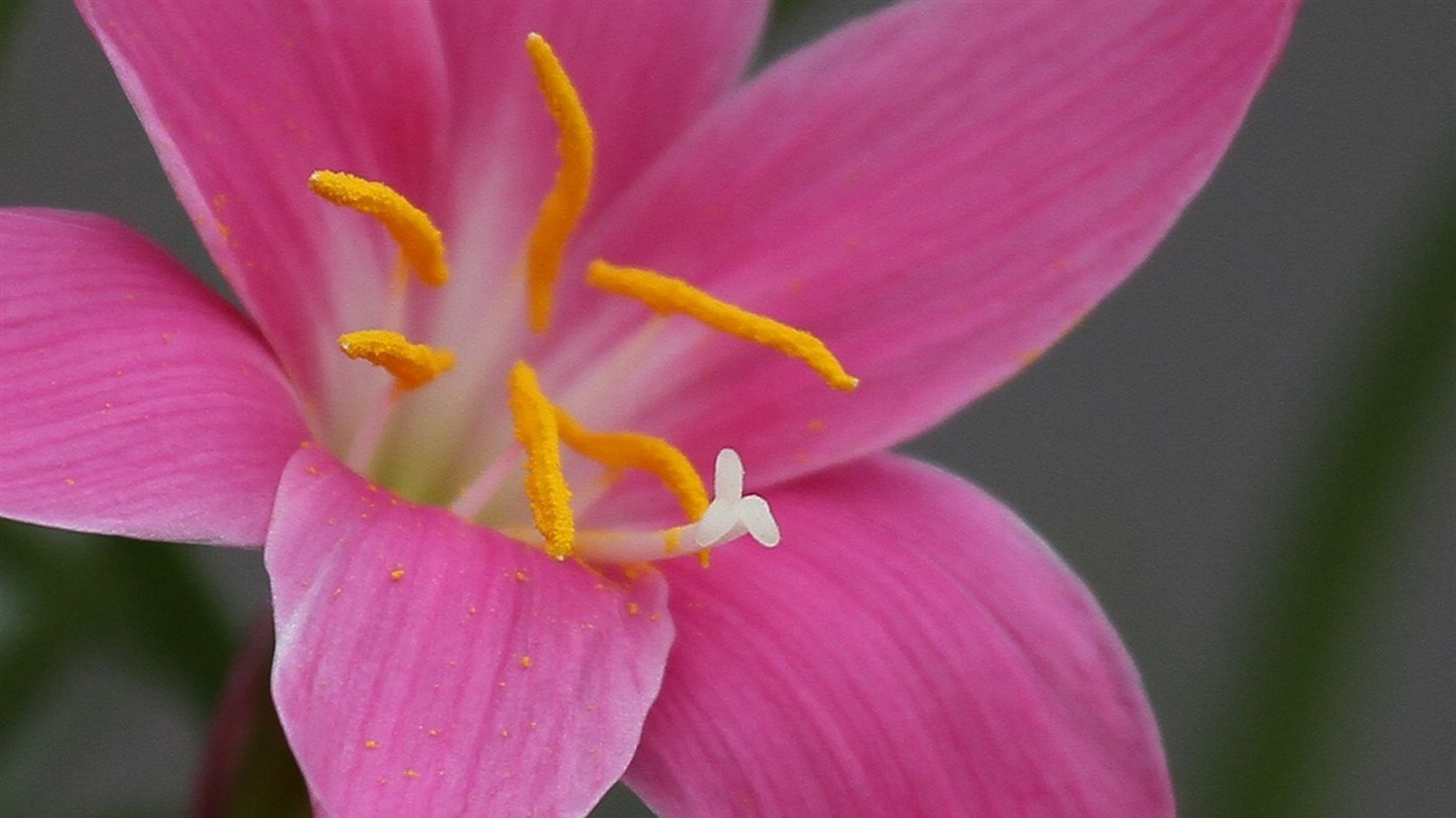 Macro flower market (west works) #20 - 1366x768