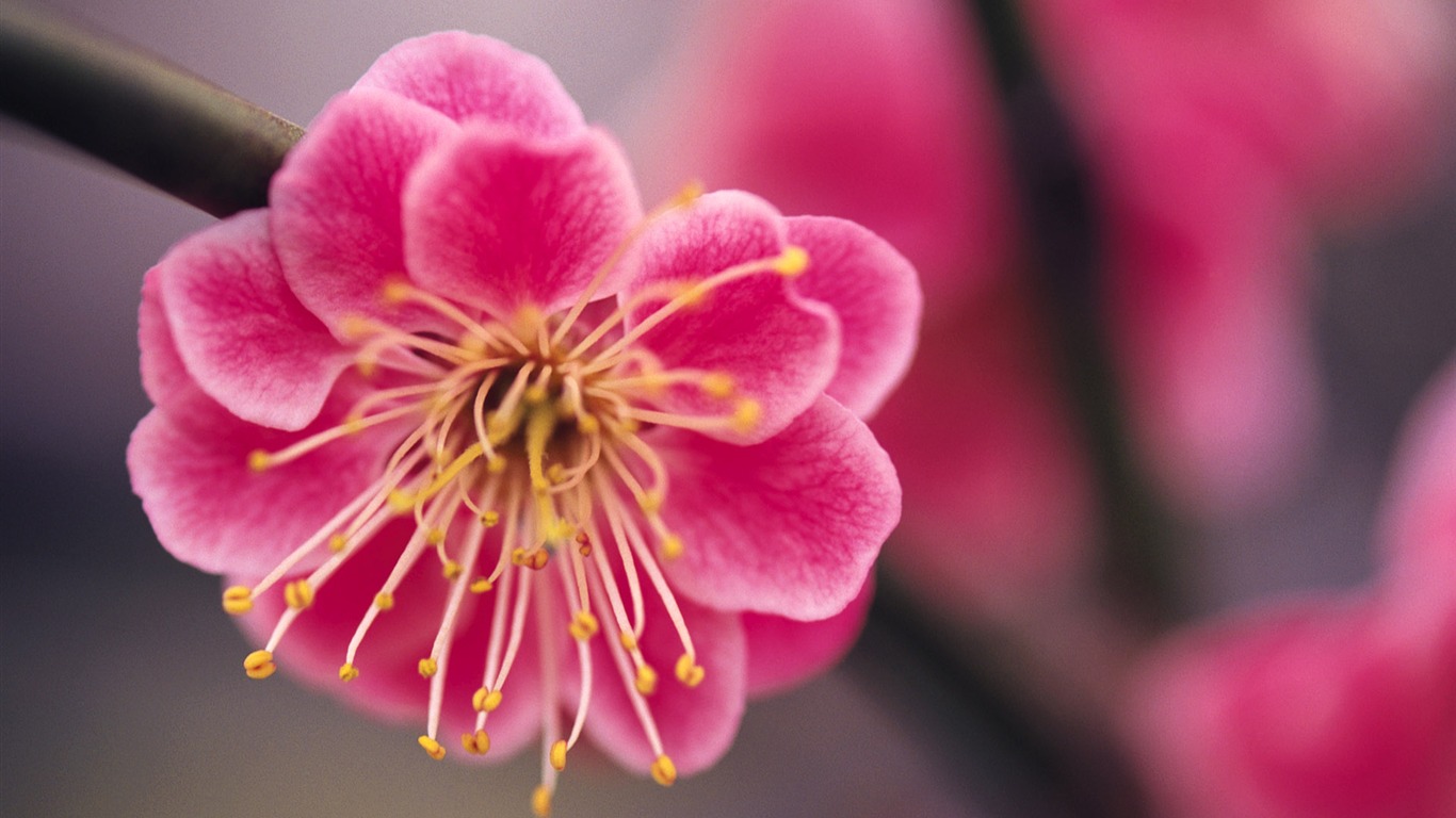 Widescreen wallpaper flowers close-up (9) #1 - 1366x768