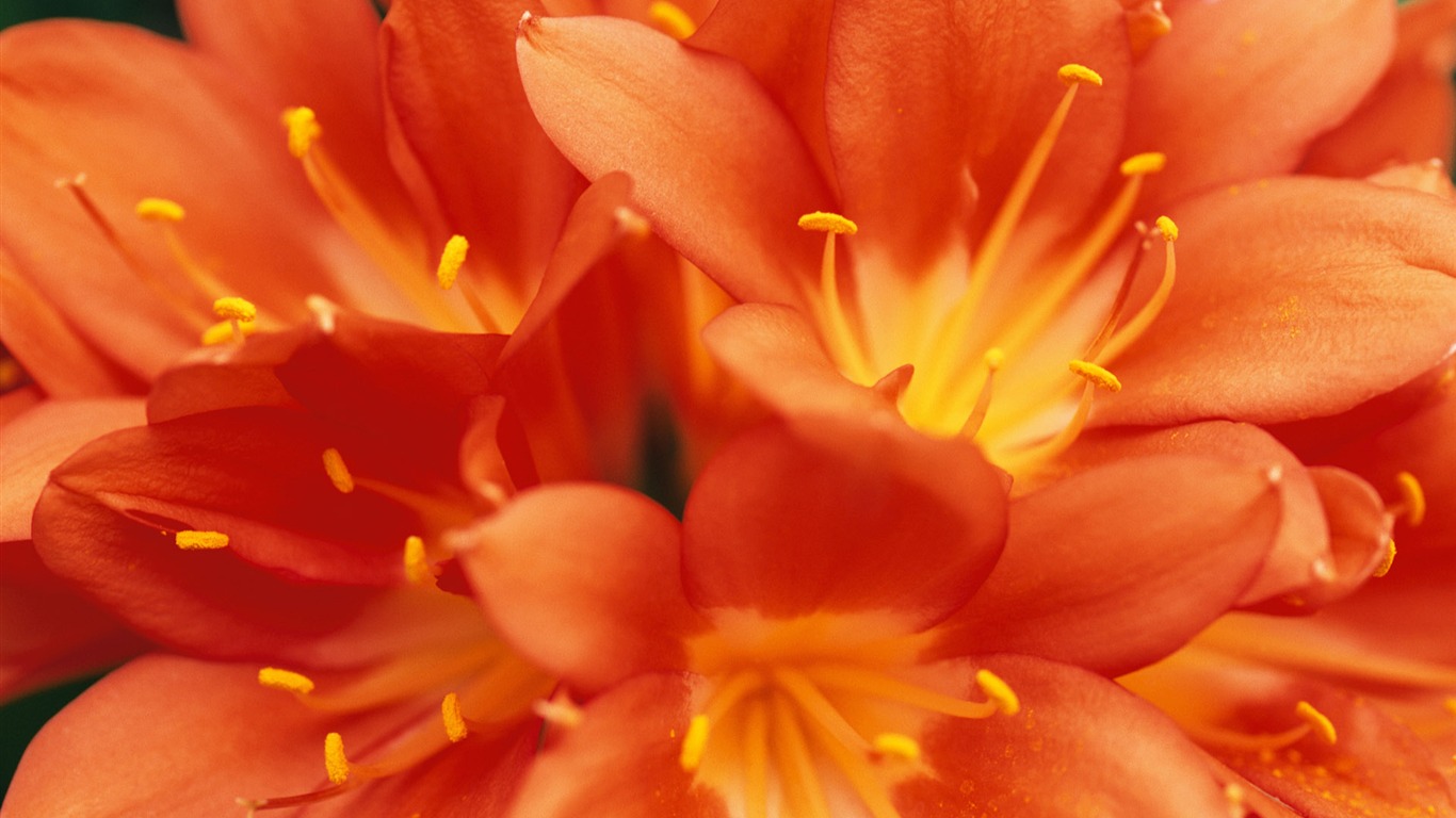 fleurs fond d'écran Widescreen close-up (9) #5 - 1366x768
