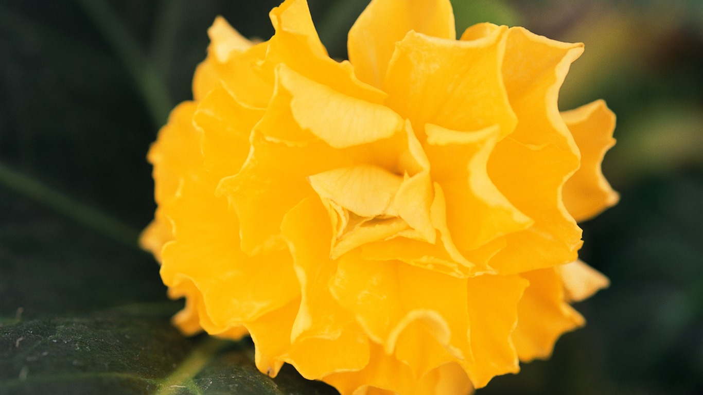 fleurs fond d'écran Widescreen close-up (9) #8 - 1366x768