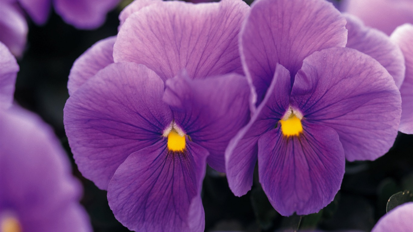 fleurs fond d'écran Widescreen close-up (9) #10 - 1366x768