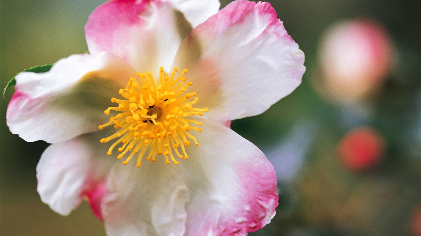 fleurs fond d'écran Widescreen close-up (9) #11 - 1366x768