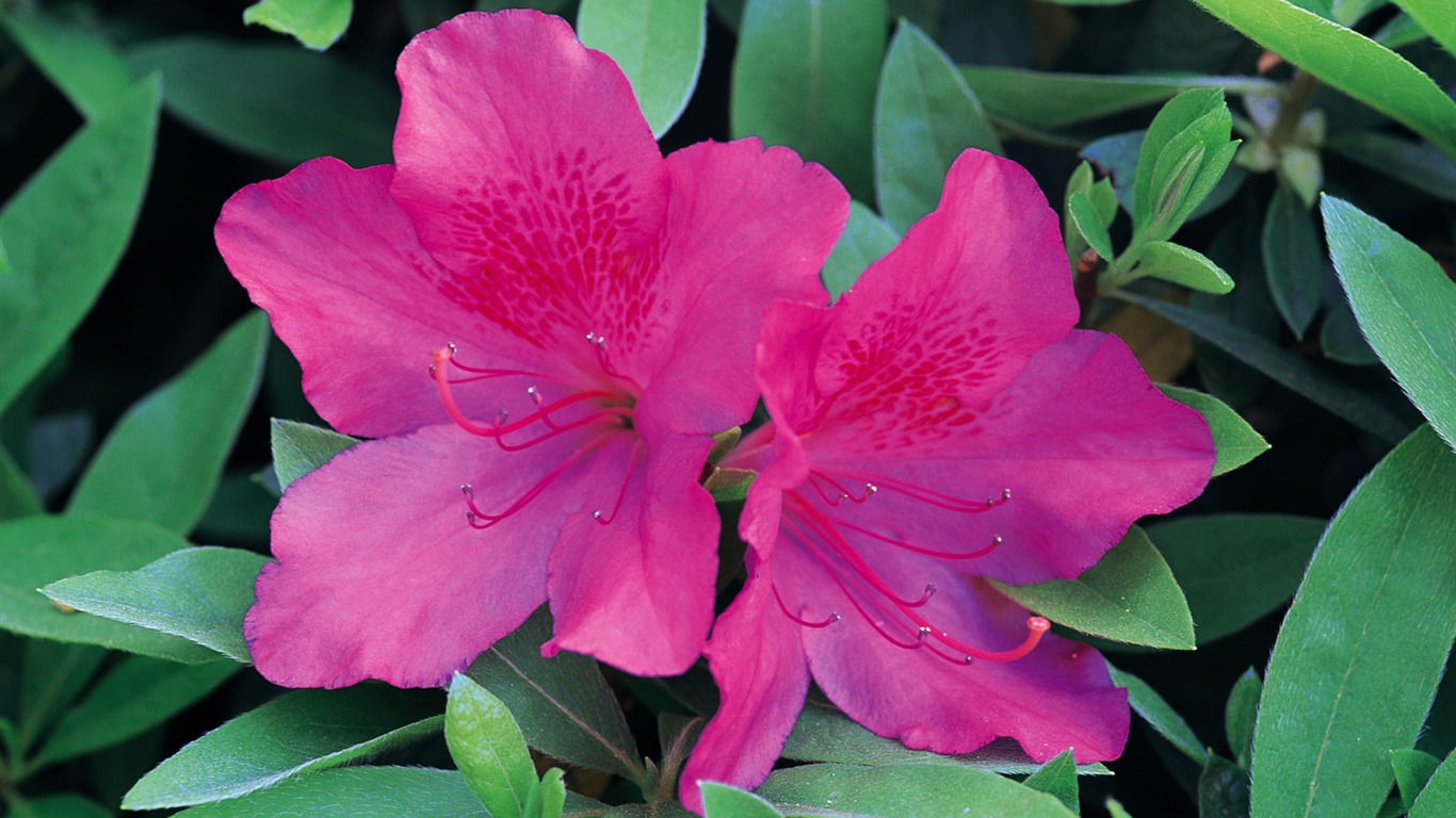 fleurs fond d'écran Widescreen close-up (9) #12 - 1366x768