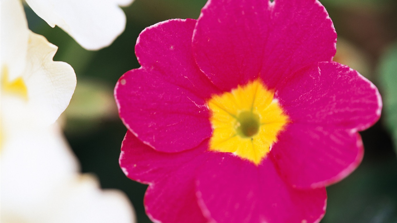 fleurs fond d'écran Widescreen close-up (9) #13 - 1366x768