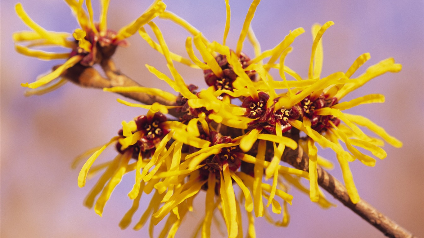 宽屏鲜花特写 壁纸(九)15 - 1366x768