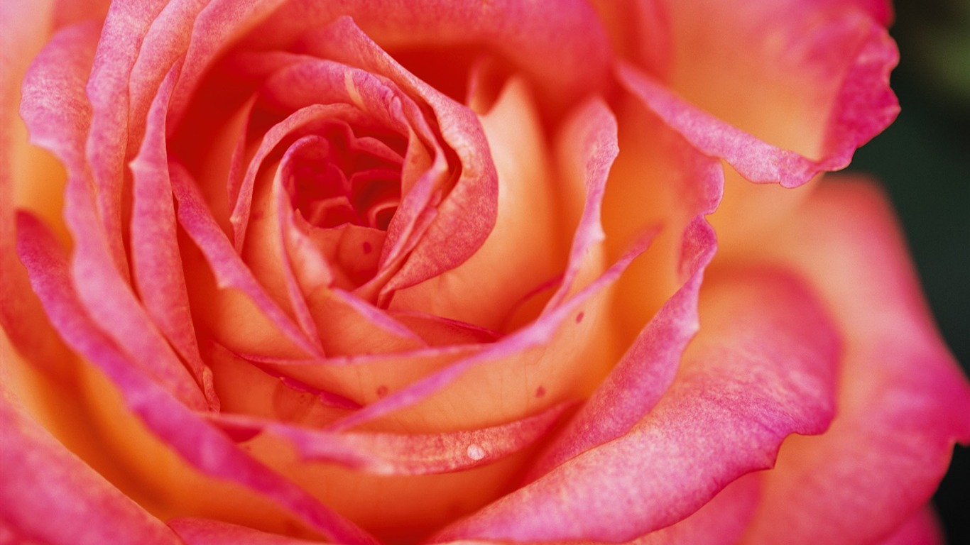 fleurs fond d'écran Widescreen close-up (9) #19 - 1366x768