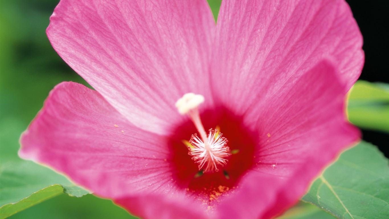 fleurs fond d'écran Widescreen close-up (10) #1 - 1366x768