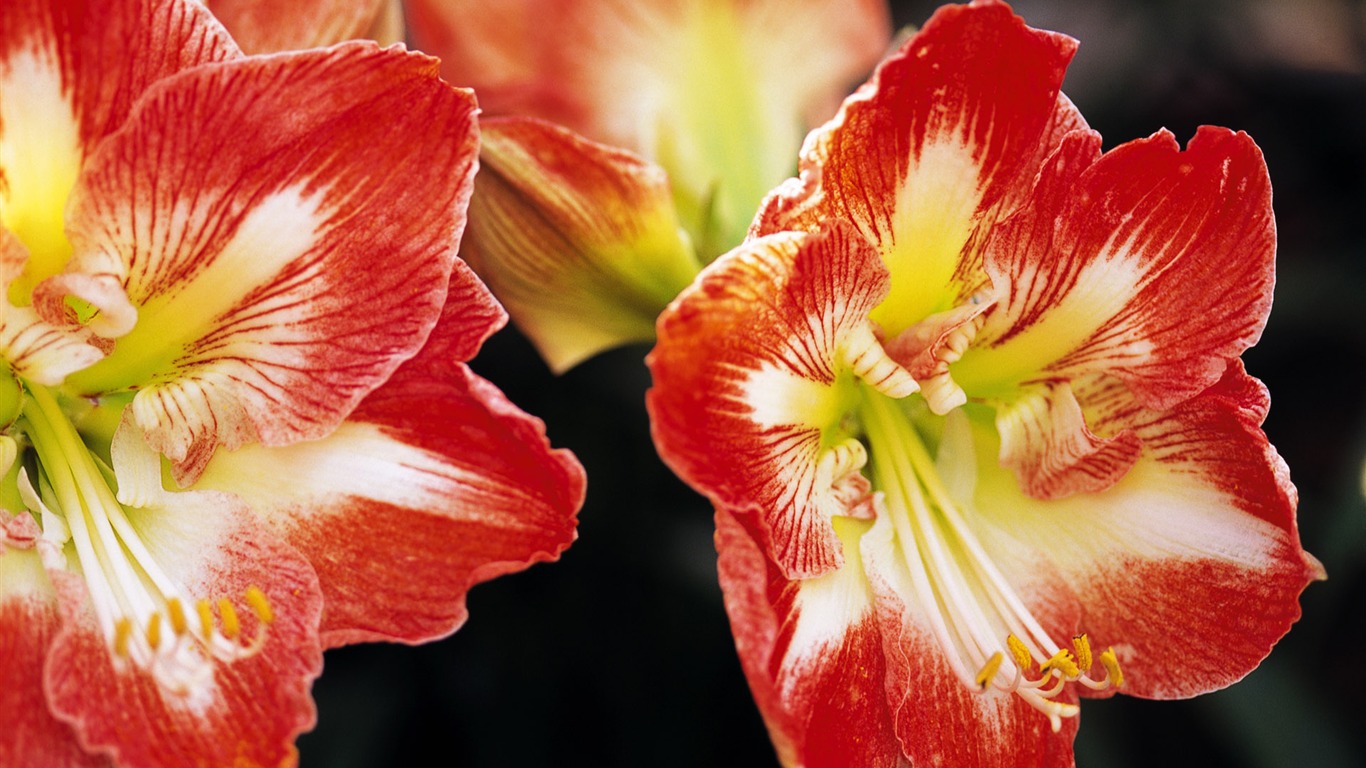 fleurs fond d'écran Widescreen close-up (10) #2 - 1366x768