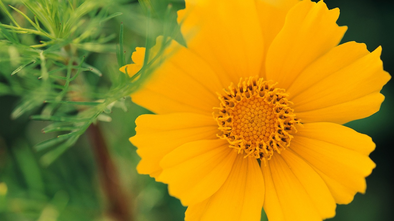 fleurs fond d'écran Widescreen close-up (10) #3 - 1366x768