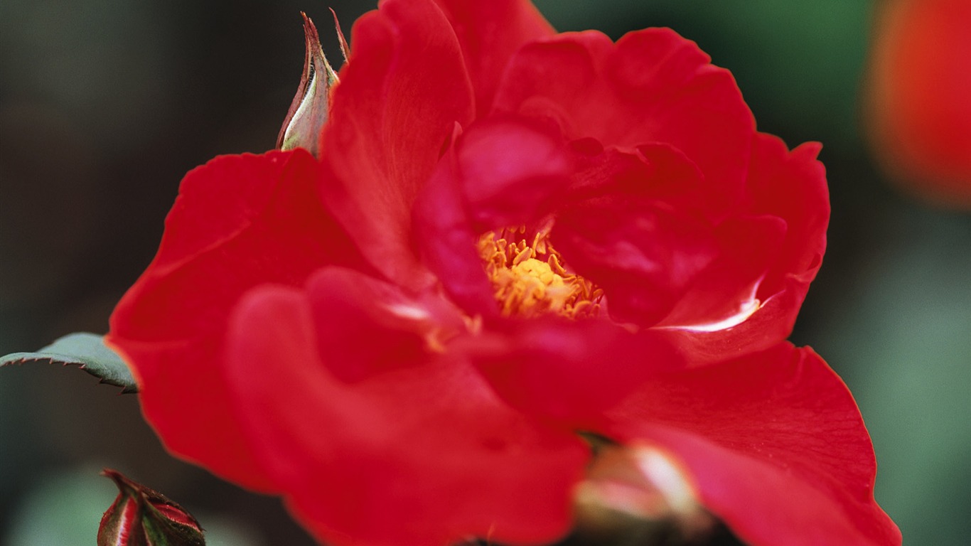 fleurs fond d'écran Widescreen close-up (10) #4 - 1366x768