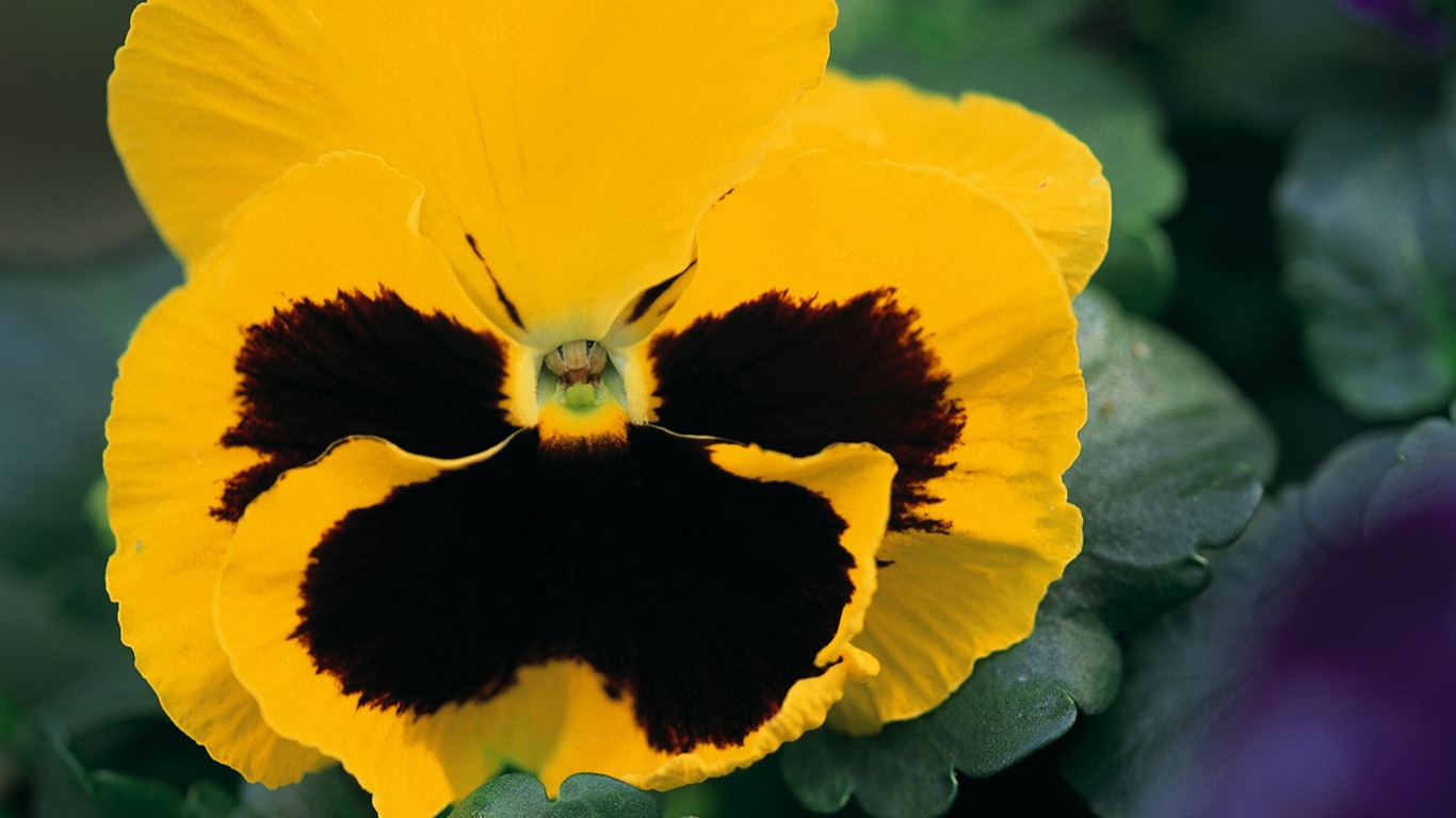 fleurs fond d'écran Widescreen close-up (10) #7 - 1366x768