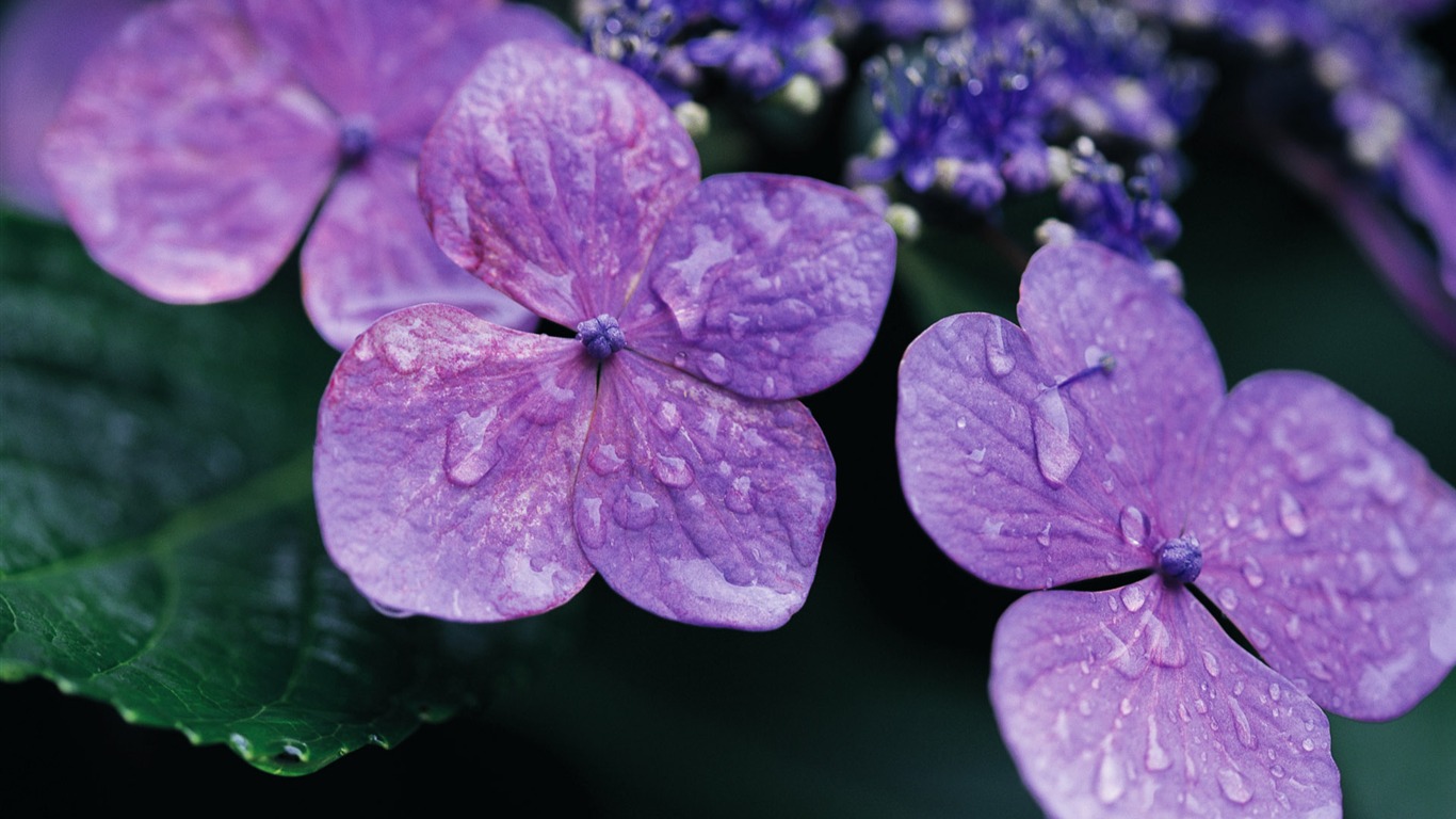 fondos de escritorio de flores con pantalla ancha de cerca (10) #9 - 1366x768