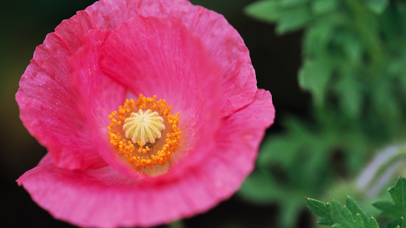 fleurs fond d'écran Widescreen close-up (10) #10 - 1366x768