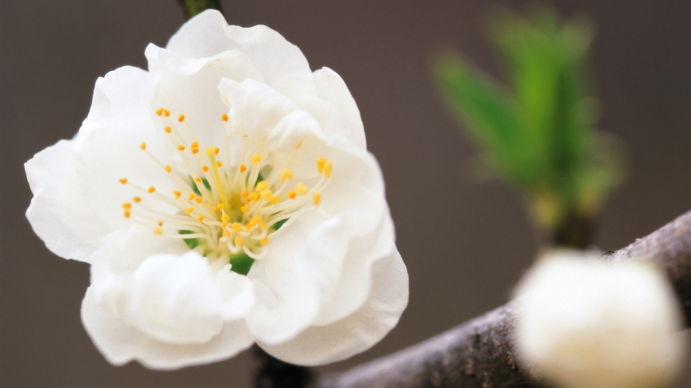 fleurs fond d'écran Widescreen close-up (10) #11 - 1366x768