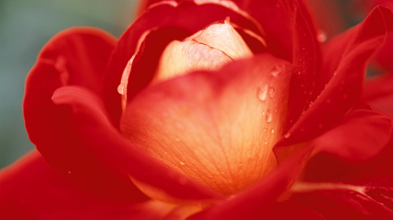 fleurs fond d'écran Widescreen close-up (10) #13 - 1366x768