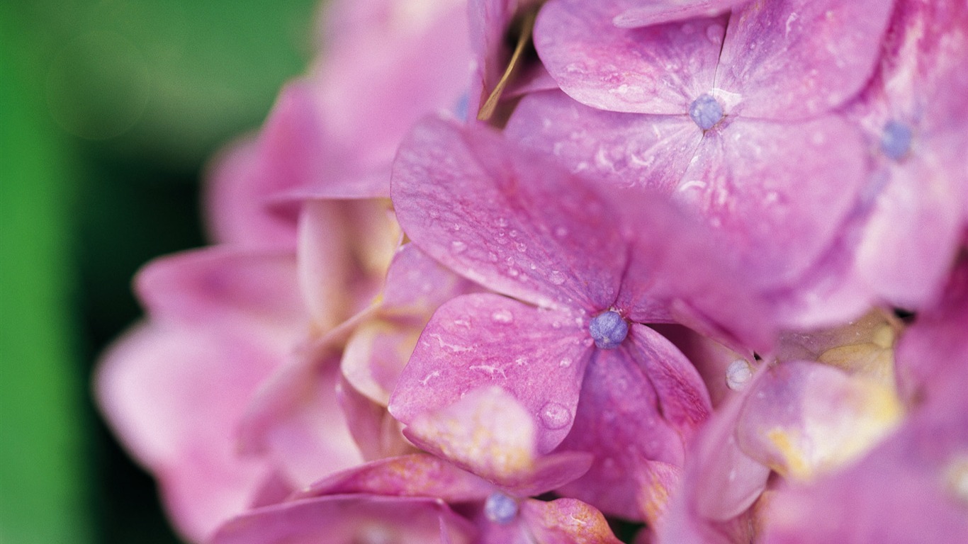 fleurs fond d'écran Widescreen close-up (10) #14 - 1366x768