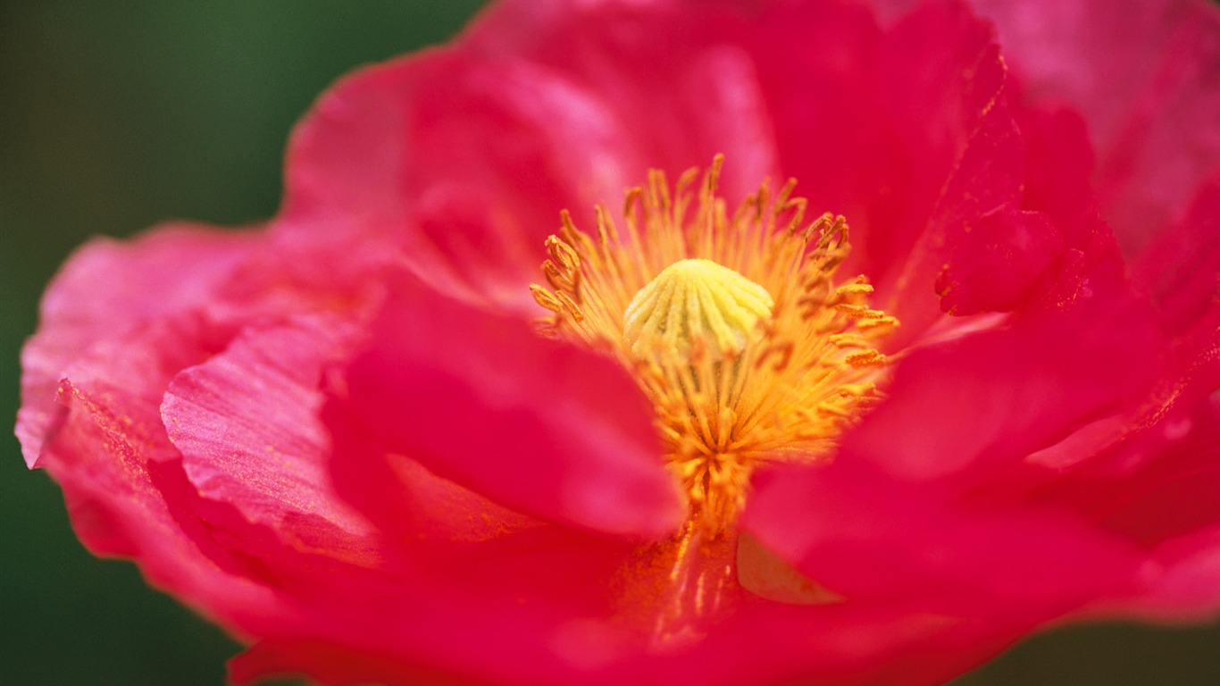 fleurs fond d'écran Widescreen close-up (10) #15 - 1366x768